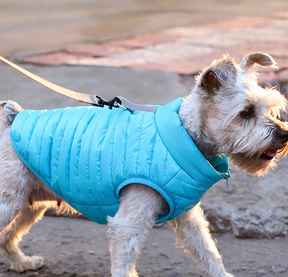 New Pet Dog Clothing Autumn And Winter